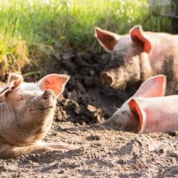 Symbolbild Schweine