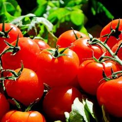 Das Bild zeigt Tomaten.