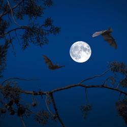 Fledermaus