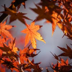 Laub im Herbst