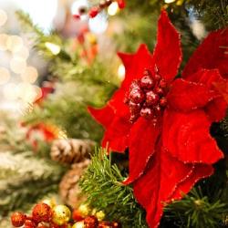 Das Bild zeigt einen Weihnachtsstern