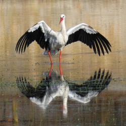 Storch
