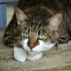 Katze 