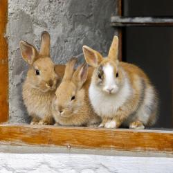 Kaninchen