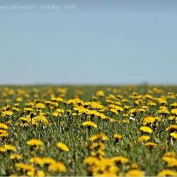 Blumenwiese
