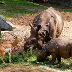 Nashorn Tiere Zoo