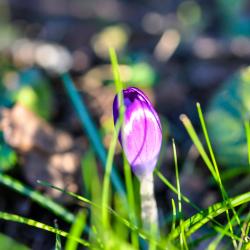 Knospe Krokos Blume