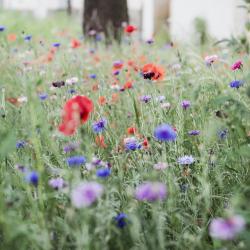 Blumen