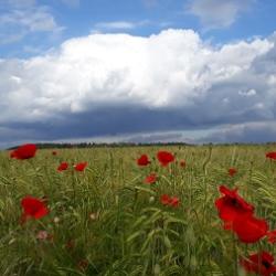 Wiese mit Mohnblumen