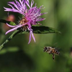 Kräuter für Bienen und Menschen