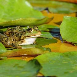 Frosch auf Blättern im Teich