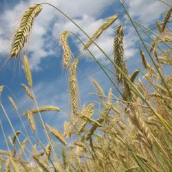 Weizenähren vor blauem Himmel
