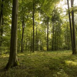 Das Bild zeigt einen Wald