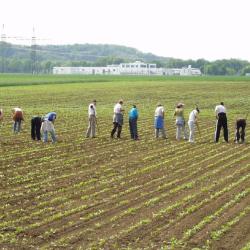 Das Bild zeigt Feldarbeiter. 