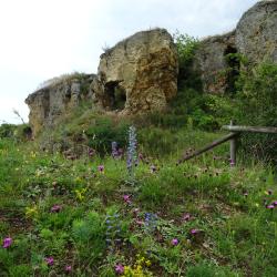 Goldberg mit Blumenwiese