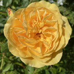 Dieses Jahr blühen die Rose in besonders prächtigen Farben.