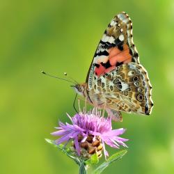Das Bild zeigt einen Schmetterling. 