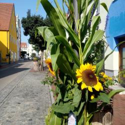 Die Sonnenstraße in Donauwörth wird vom 10. - 12. September einiges zu bieten haben. Neben dem Mädels-Flohmarkt lädt Künstlerin Barbara Clear zum "Live-Painting" und einem Unplugged-Konzert ein. 