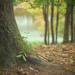 Zu sehen ist ein Wald.