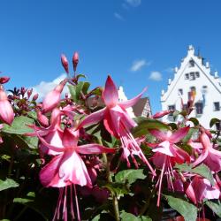Fuchsien