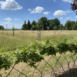 Obstgarten.