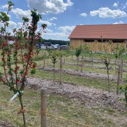 Obstbaum vor Gebäude. 