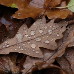Herbstlaub