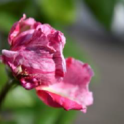 Blume