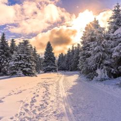 Wald im Winter