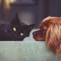 Ein Hund neben einer Katze.