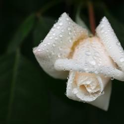 Auf dem Bild ist eine weiße Rose zu sehen.