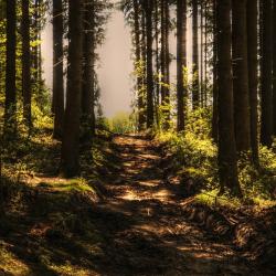es ist ein Wald zu sehen