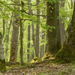 Beispiel für einen Mischwald.