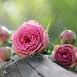 Ein Bund Rosen.