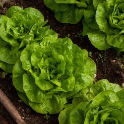 Das Bild zeigt ein Gemüsebeet mit Salat. 