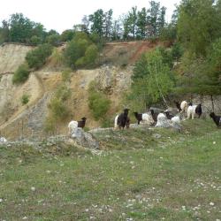 Walliser Schwarzhalsziegen im Erlebnis-Geotop Lindle.