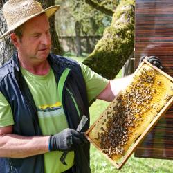 Museumsimker Anton Göck im Maihinger Bienen-Garten