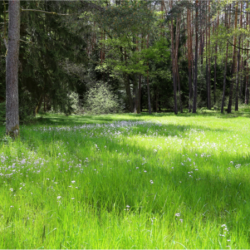 Naturwaldreservat Schneetal