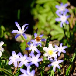 Das Bild zeigt Blumen mit einer Biene.