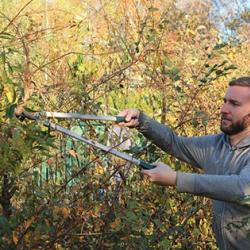Gehölzschnitt im Herbst 