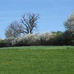 Auf dem Bild ist eine Hecke zu sehen.