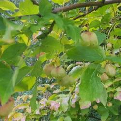 Seltene Pimpernuss mit Früchten 