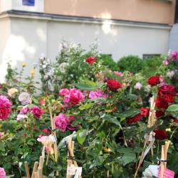 Archivbild Rosenmarkt 2022