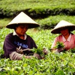 Tee! Schwarz-Grün-Weiss! - Teeverkostung 