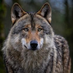 Ein eurasischer Grauwolf.