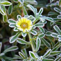 Eisblume