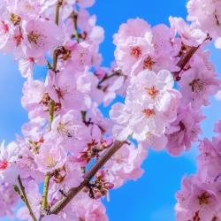 Japanische Kirschblüte