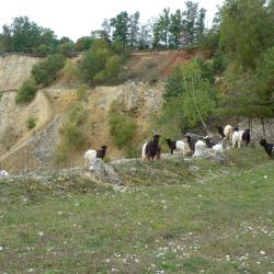 Walliser Schwarzhalsziegen im Geotop Lindle
