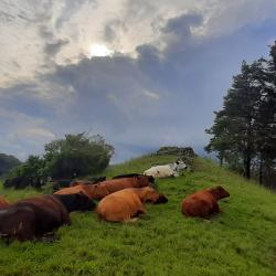 Angusrinder Kohlenbachtal