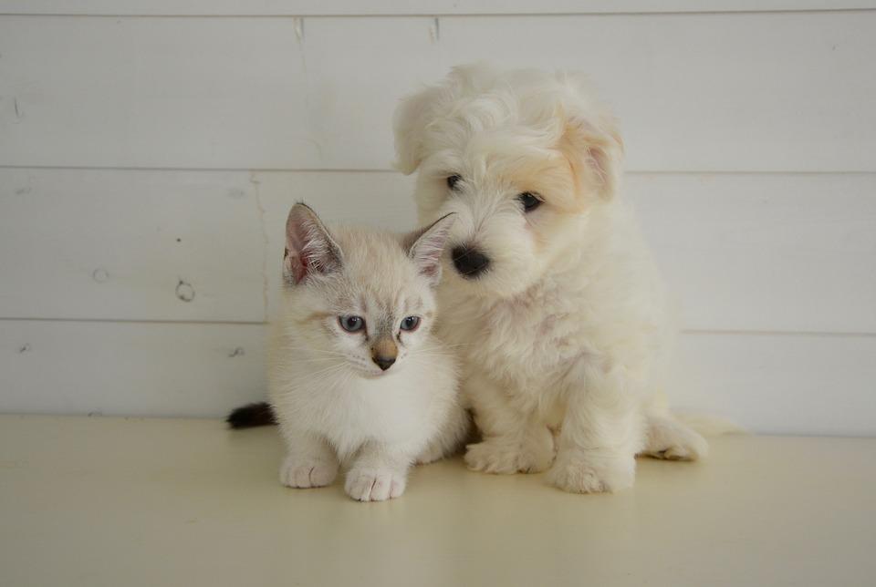 Hunde und Katzen aus dem Ausland mitbringen? Regeln beachten, Fehler vermeidenLandkreisDonau